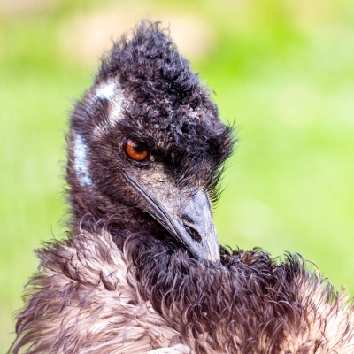 Emu - De Zonnegloed - Animal park - Animal refuge centre 